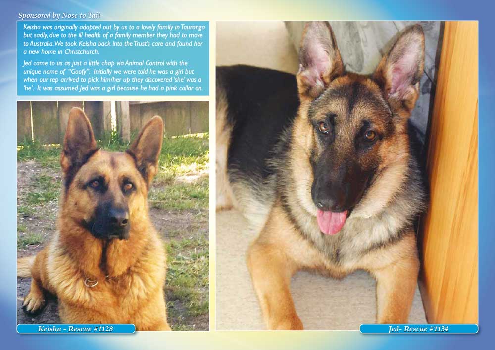 GSD Calendar The German Shepherd Rescue Trust